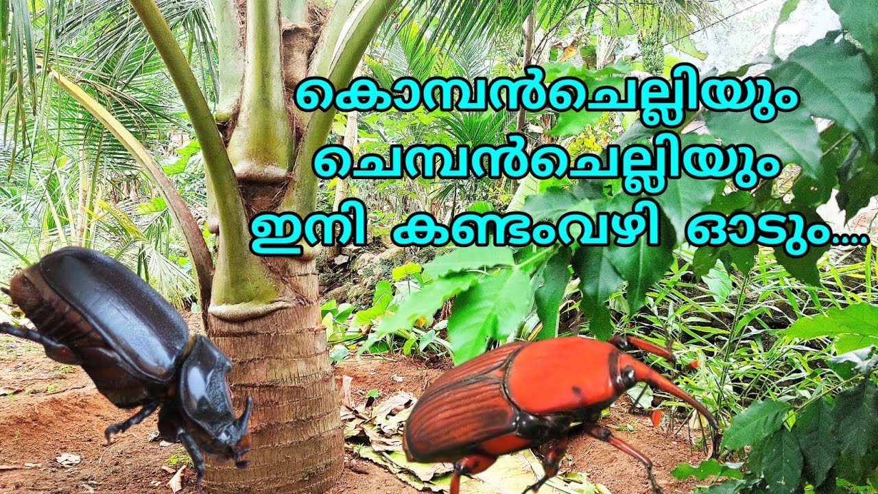 Spc, ഹോമിയോ ആഗ്രോ കെയർ | തെങ്ങുകൾക്ക് ഇത് പരീക്ഷിച്ച് നോക്കൂ, അത്ഭുതം കാണാം....!