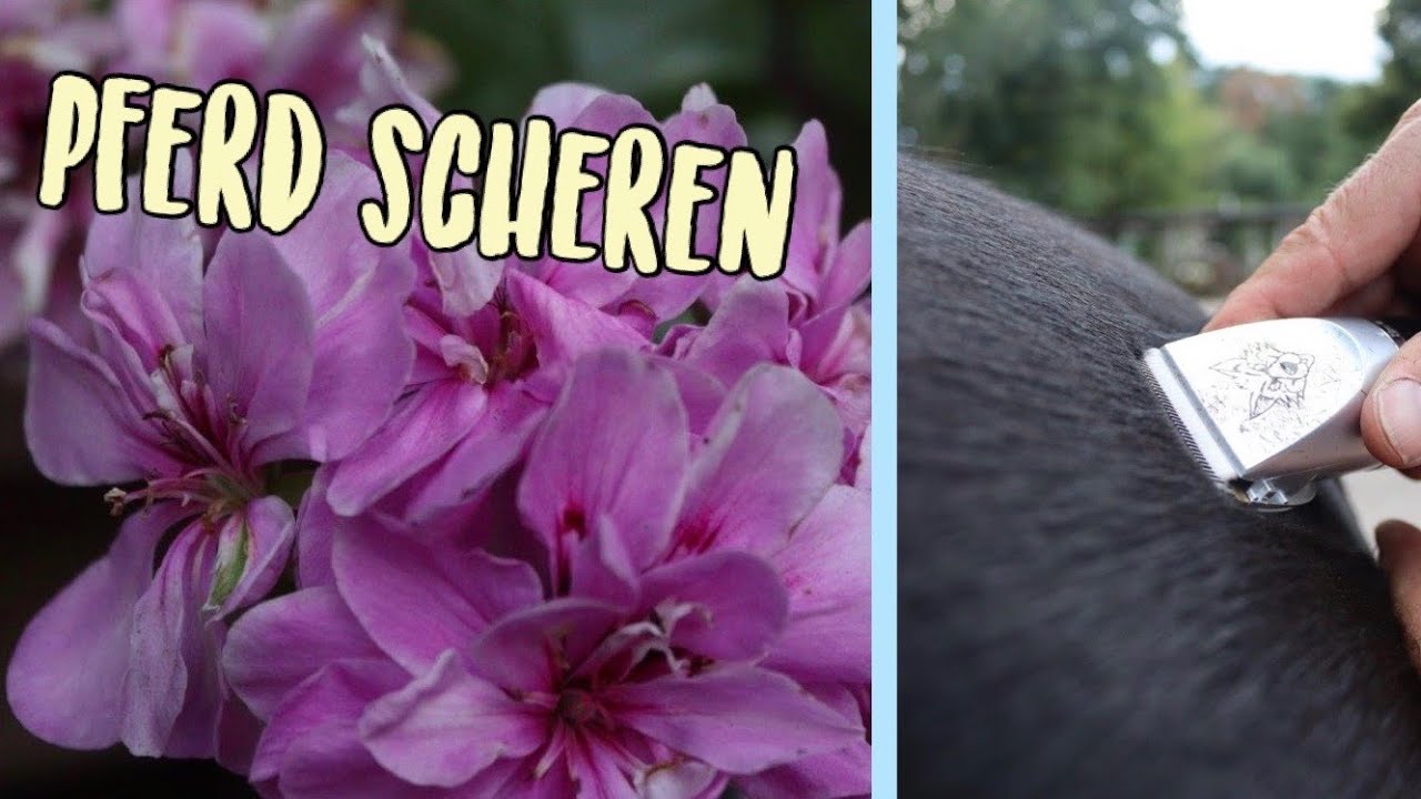 Das Fell kommt ab! | Pferd scheren | Seepferd