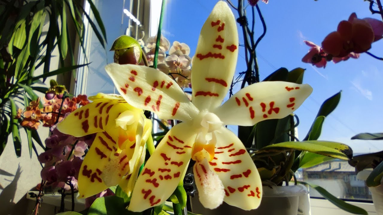 Фаленопсис ЗЕБРИНА (Phal. ZEBRINA 'palawan') из размера 2,5` к цветению за 6 месяцев! Уход и полив!
