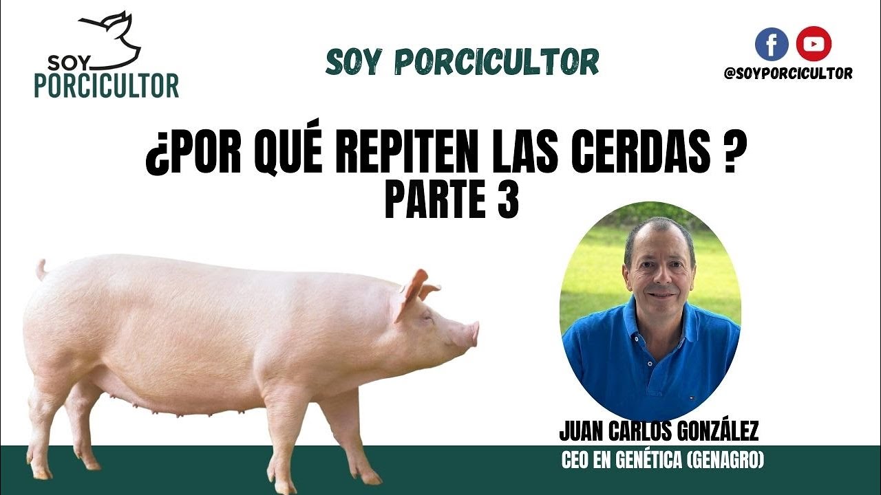 &iquest;Por qu&eacute; repiten las Cerdas ? Parte 3