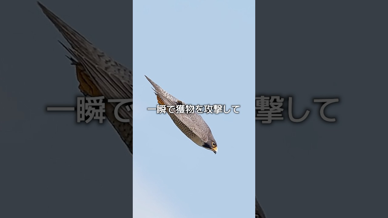 隼のスピード