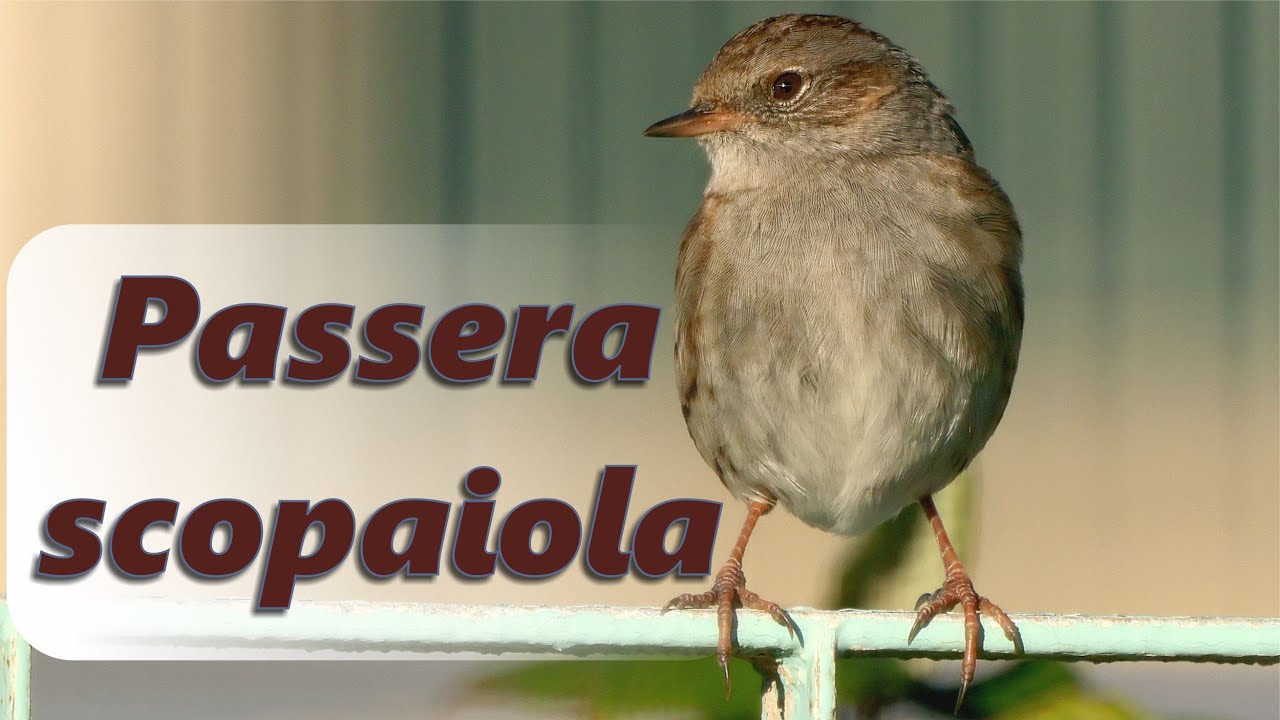 Passera scopaiola