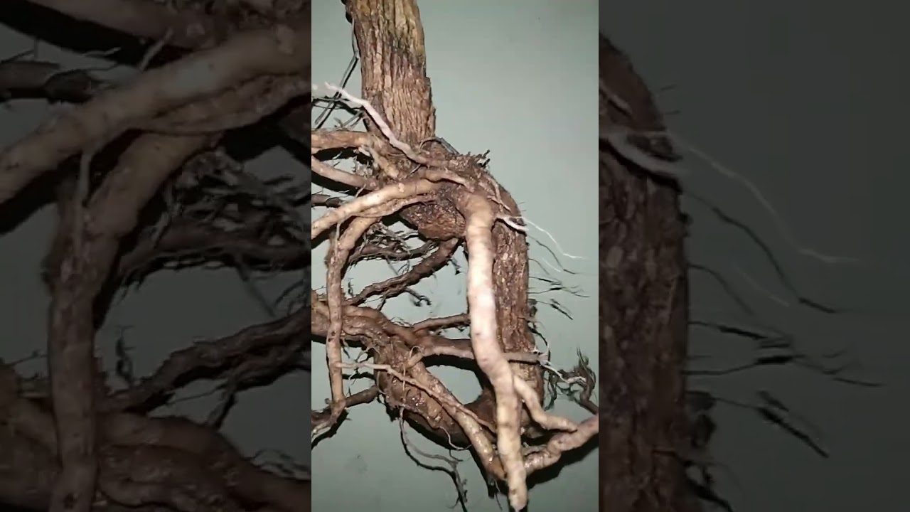 सफेद आक की जड़ रोके जीवन की पतझड़(1)