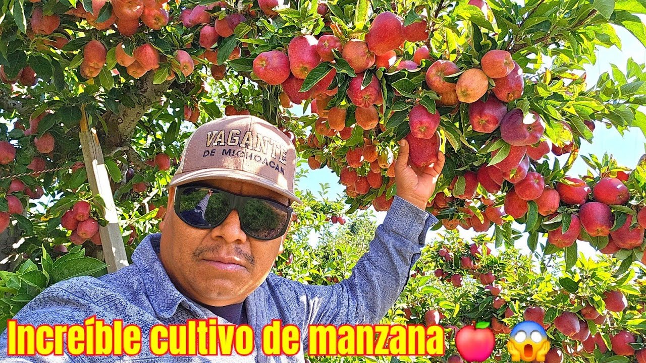 Las manzanas que nos pagan mas barata para piscar la de regreso al trabajo raza no ahi mas