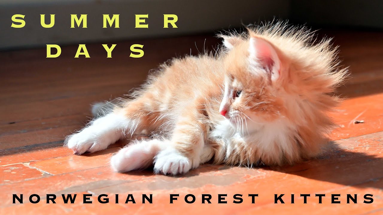 Summer Days | NORWEGIAN FOREST KITTENS