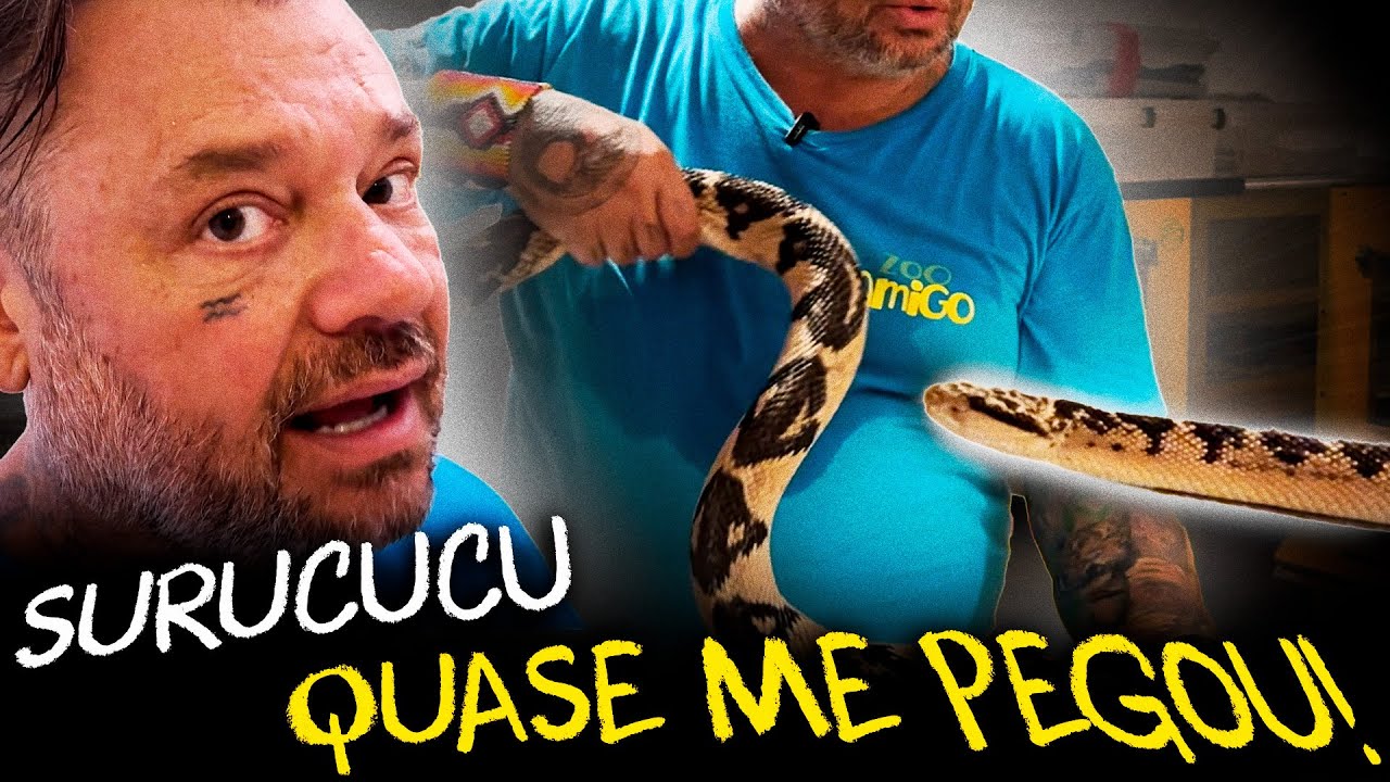 ENFRENTANDO A SURUCUCU PICO DE JACA: A MAIOR VÍBORA DAS AMÉRICAS!