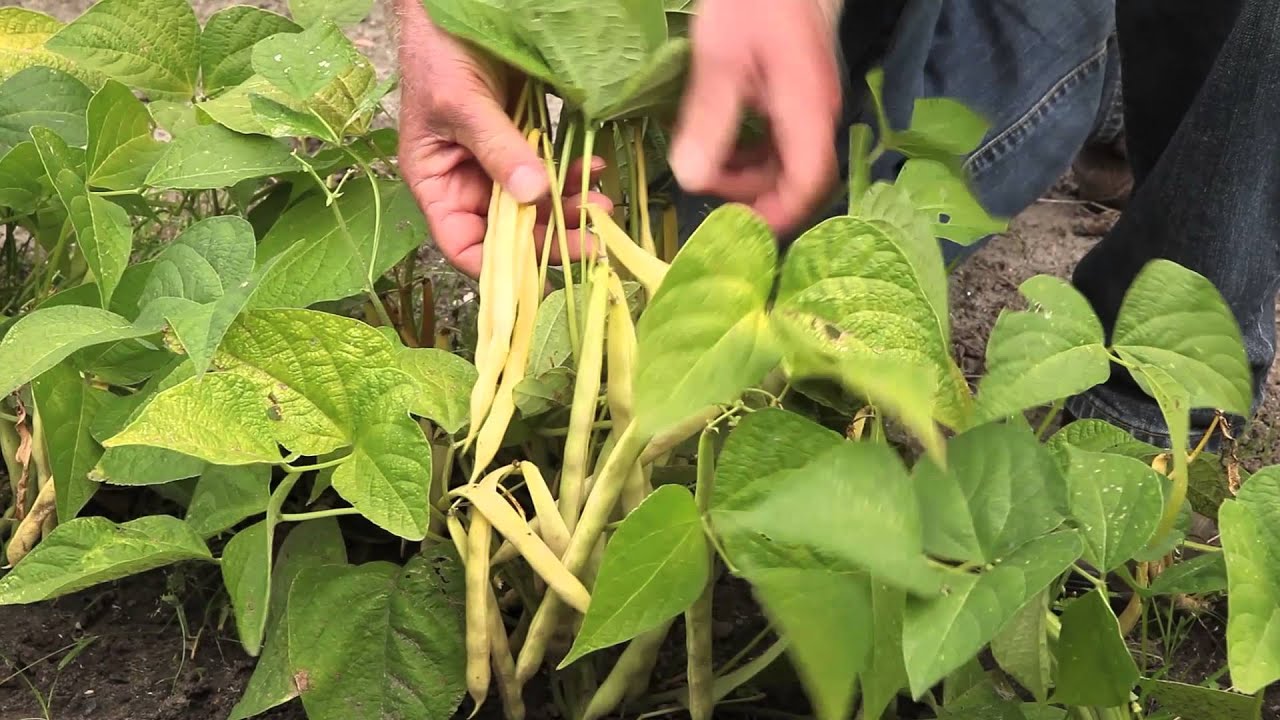 Haricots nains
