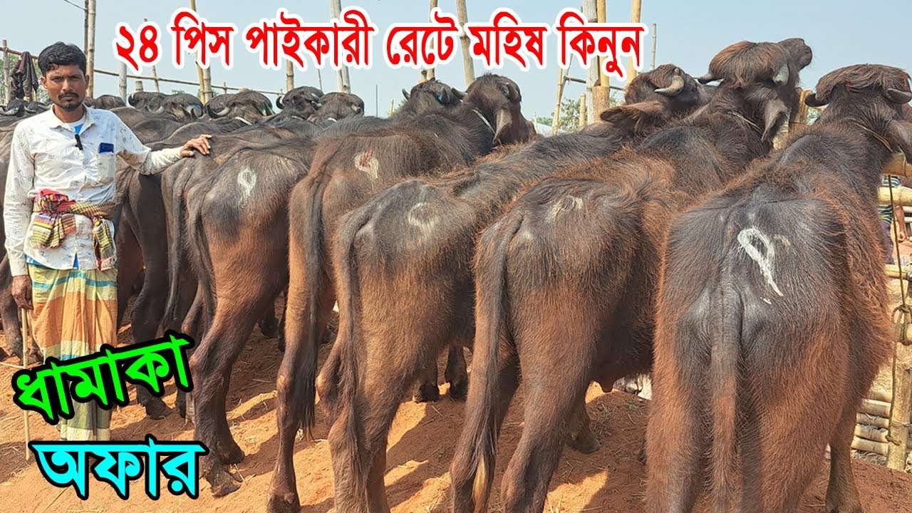 পাইকারী রেটে 24 পিস খামারী উপযোগী বাচ্চা মহিষ কিনুন ।রাজশাহী সিটি হাট।Buffalo Price | Gorur Bazar 24