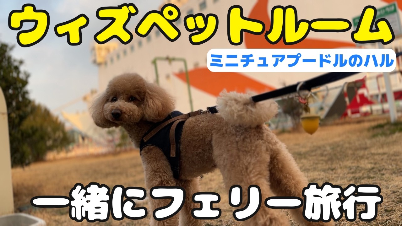 ペットと泊まれるフェリーの個室が最高だった