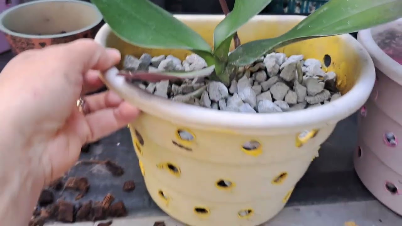 ORQUÍDEAS - COMO REPLANTAR E CUIDAR.