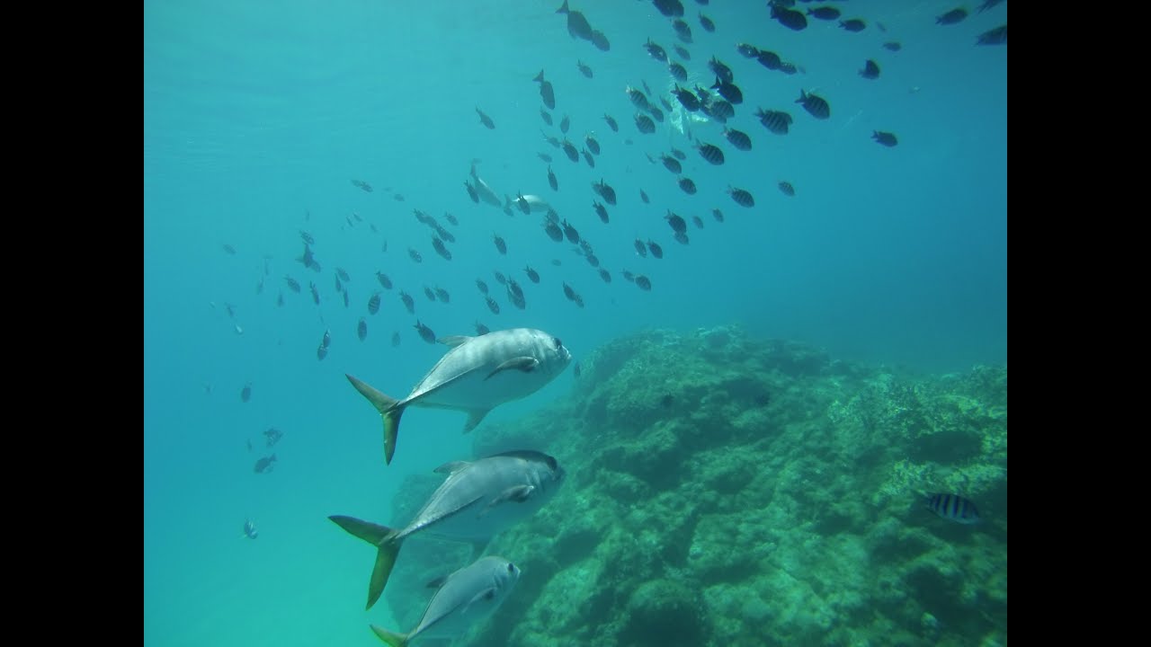 Mergulho no Porto de Fernando de Noronha