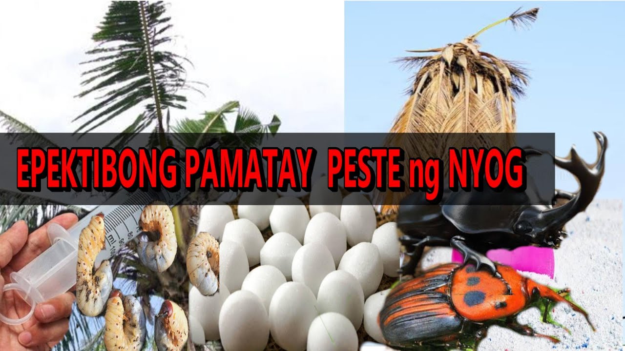 Mga Paraan Para Puksain ang PESTE ng Nyog(Beetle o Uwang at Weevil)