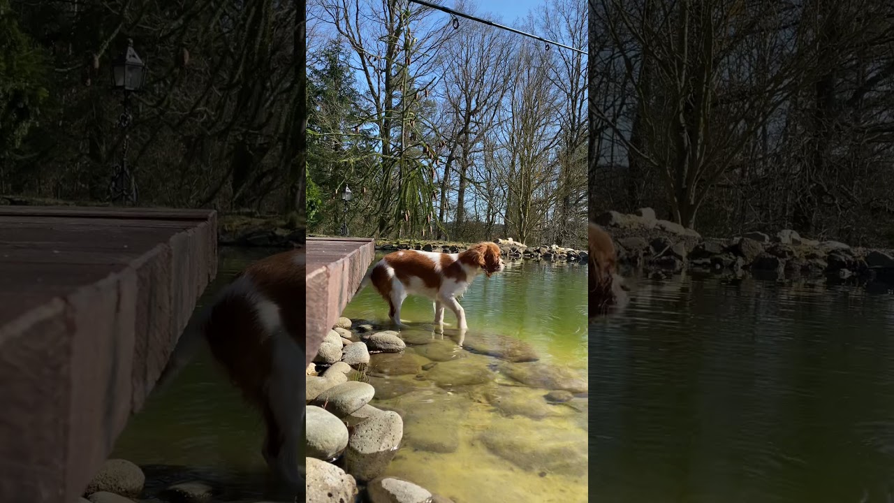 Cavalier King Charles Phoebe Walk in the Lake #shorts