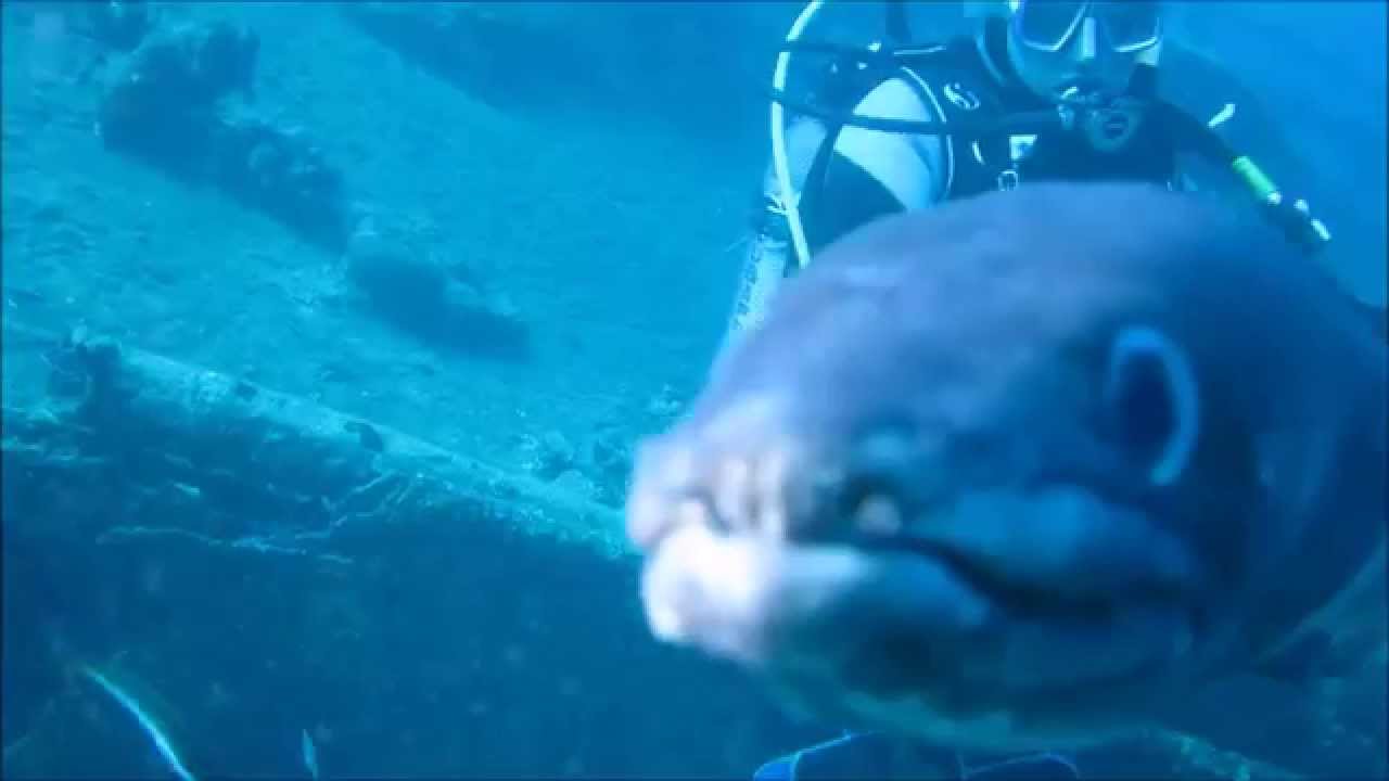 Conger attac | &Uacute;tok &uacute;hoře na nos