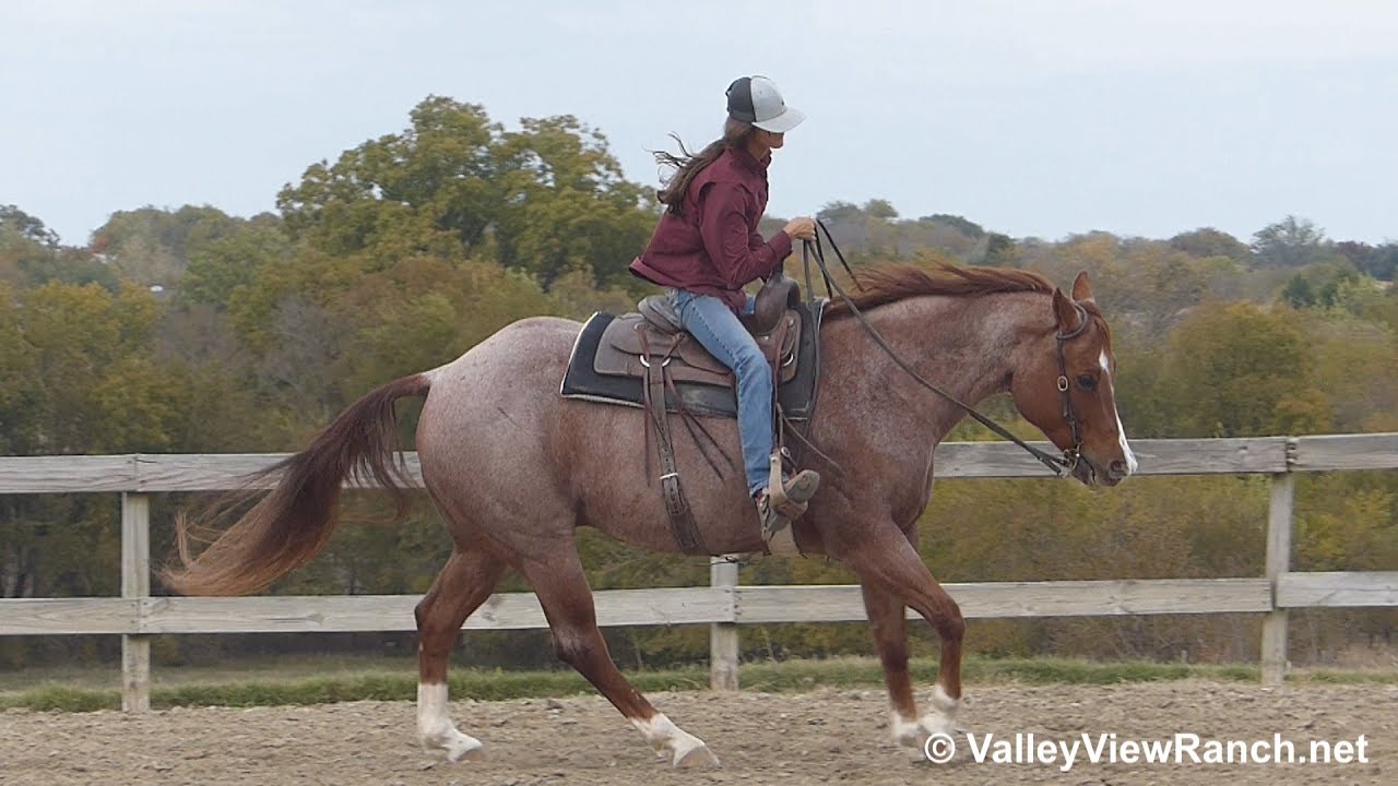 Youbethesmitogood - neck-rein jog, lope-offs, stops, turns! - ValleyViewRanch.net