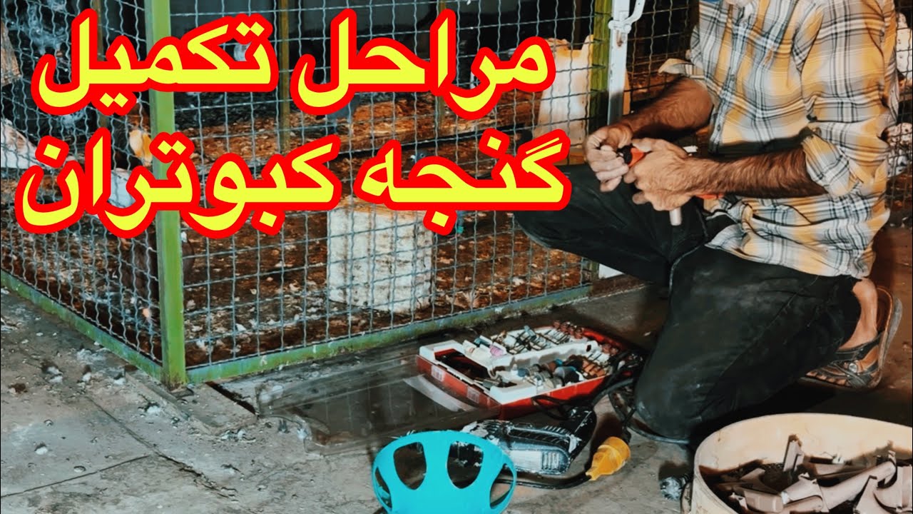 لذت کفتر بازی در ایران!مراحل نصب چوب بند کبوتران پاسارگاد/شب مررگی در پشت بام کبوتران مسافتی مشهد