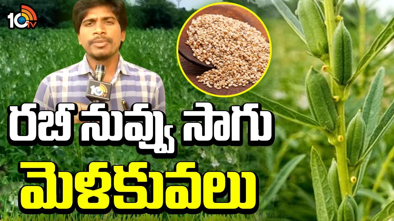 రబీ నువ్వు సాగు మెళకువలు |  Rabi Sesamum Cultivation | Matti Manishi | 10TV
