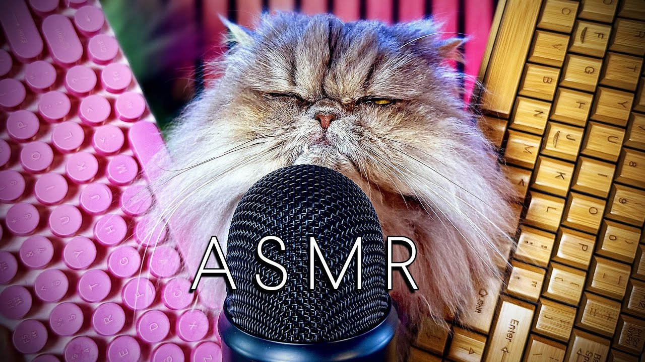 ASMR Keyboard | Cat Purrs & Sleeps the Entire Time | Relaxing Sounds for Sleep, Study & Focus