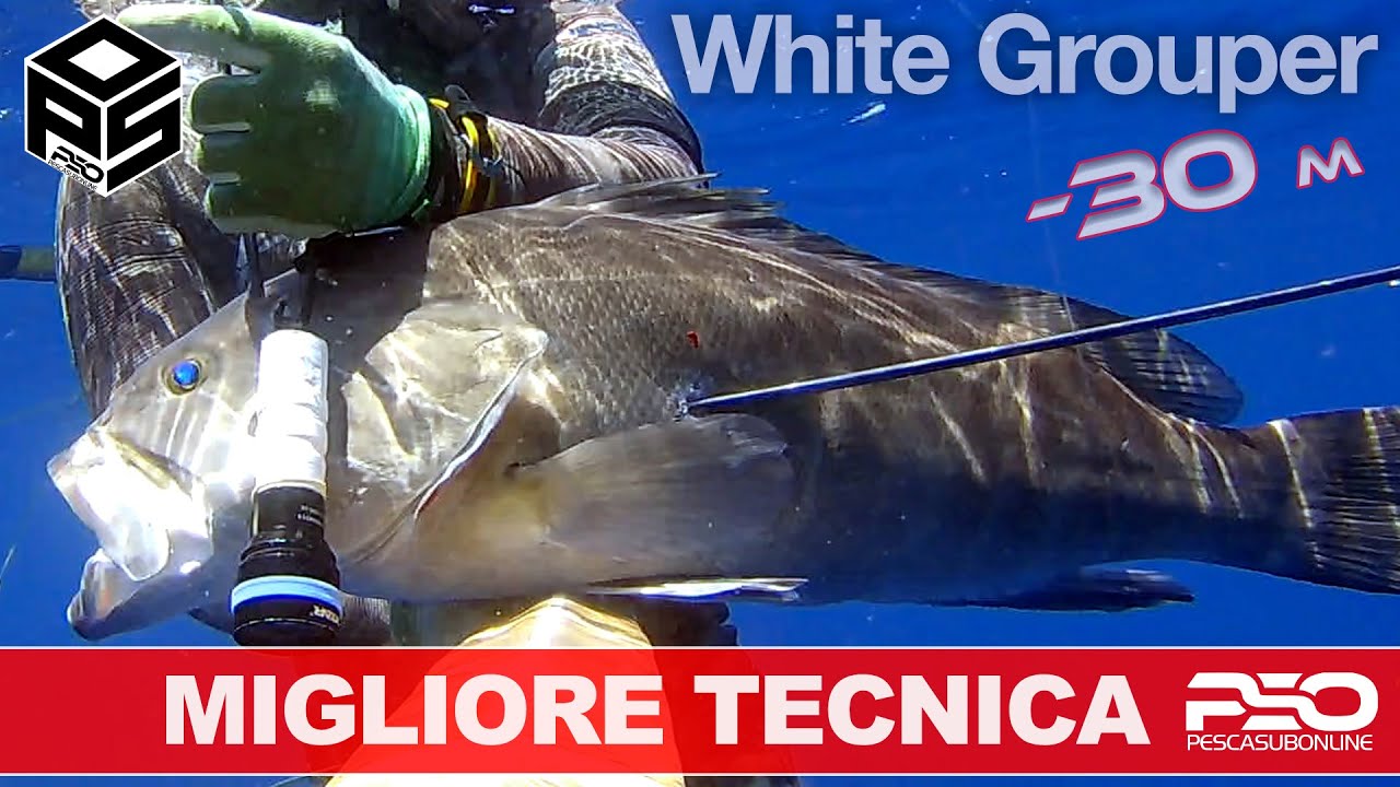 Deep Spearfishing Groupers PESCASUB PROFONDA Cernia Pesca Apnea -30m Pesca subacquea &Kappa;&upsilon;&nu;ή&gamma;&iota; &sigma;&phi;&upsilon;&rho;ί&delta;&alpha;&sigmaf;