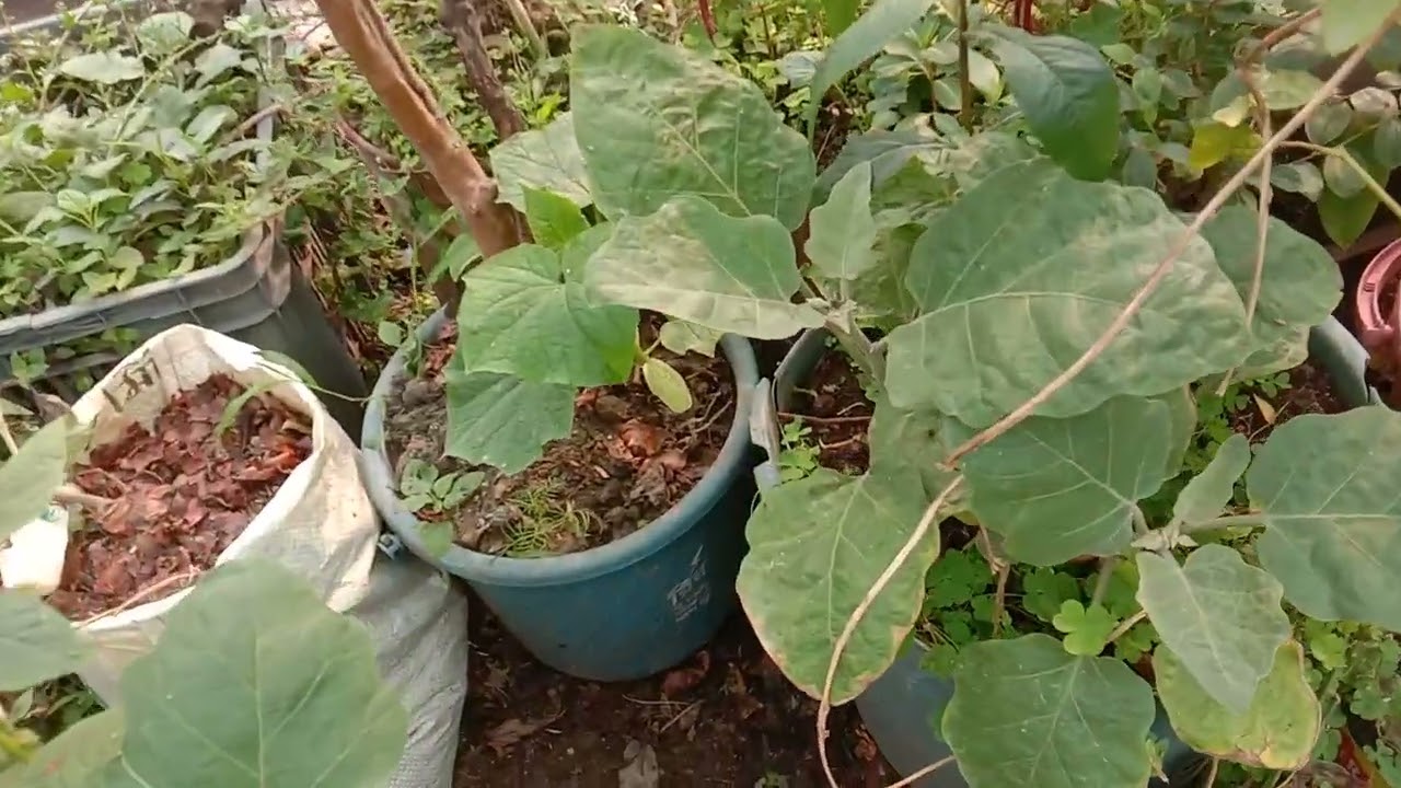 ছাদ বাগান থেকে লাউশাক,কুমড়োশাক,ডাটাশাক হারভেস্ট করলাম।