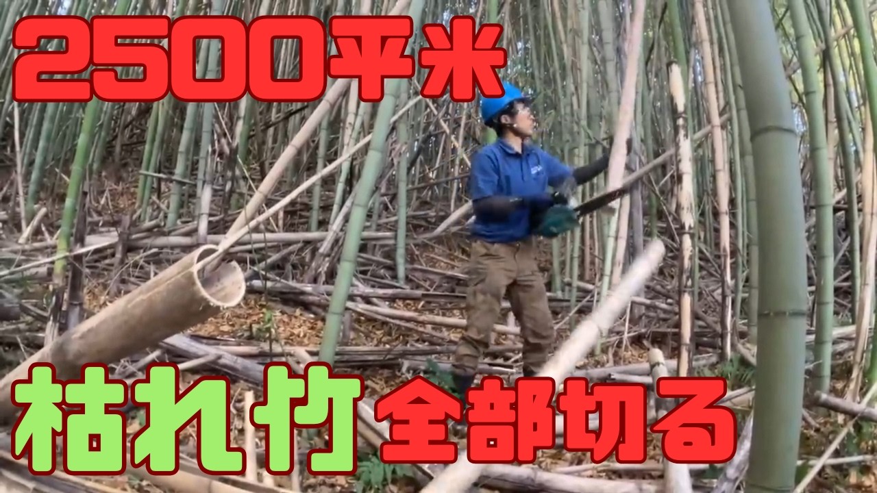 【総集編】枯れ竹との死闘を一気見【竹林整備】