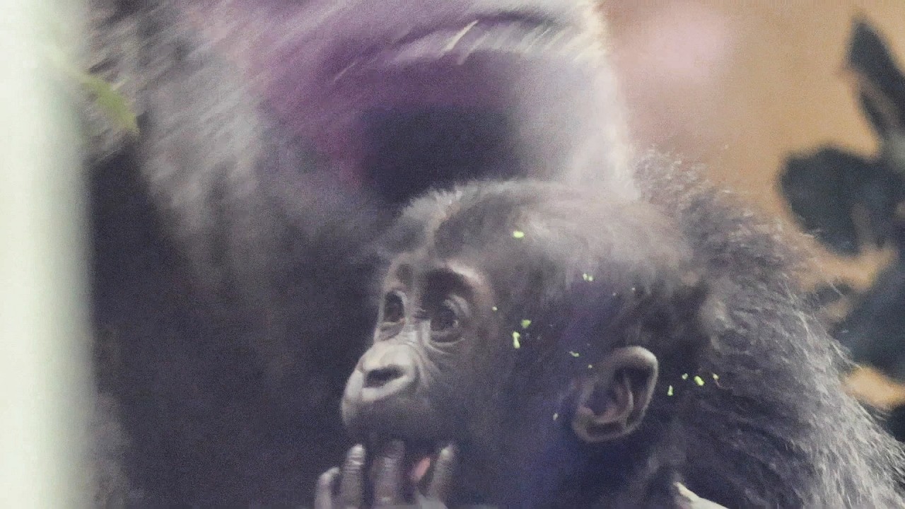 赤ちゃんゴリラのサンタロウ、ブロッコリーが好きみたい｜京都市動物園｜撮影日2026.3.10｜【きょうのゴリラ】