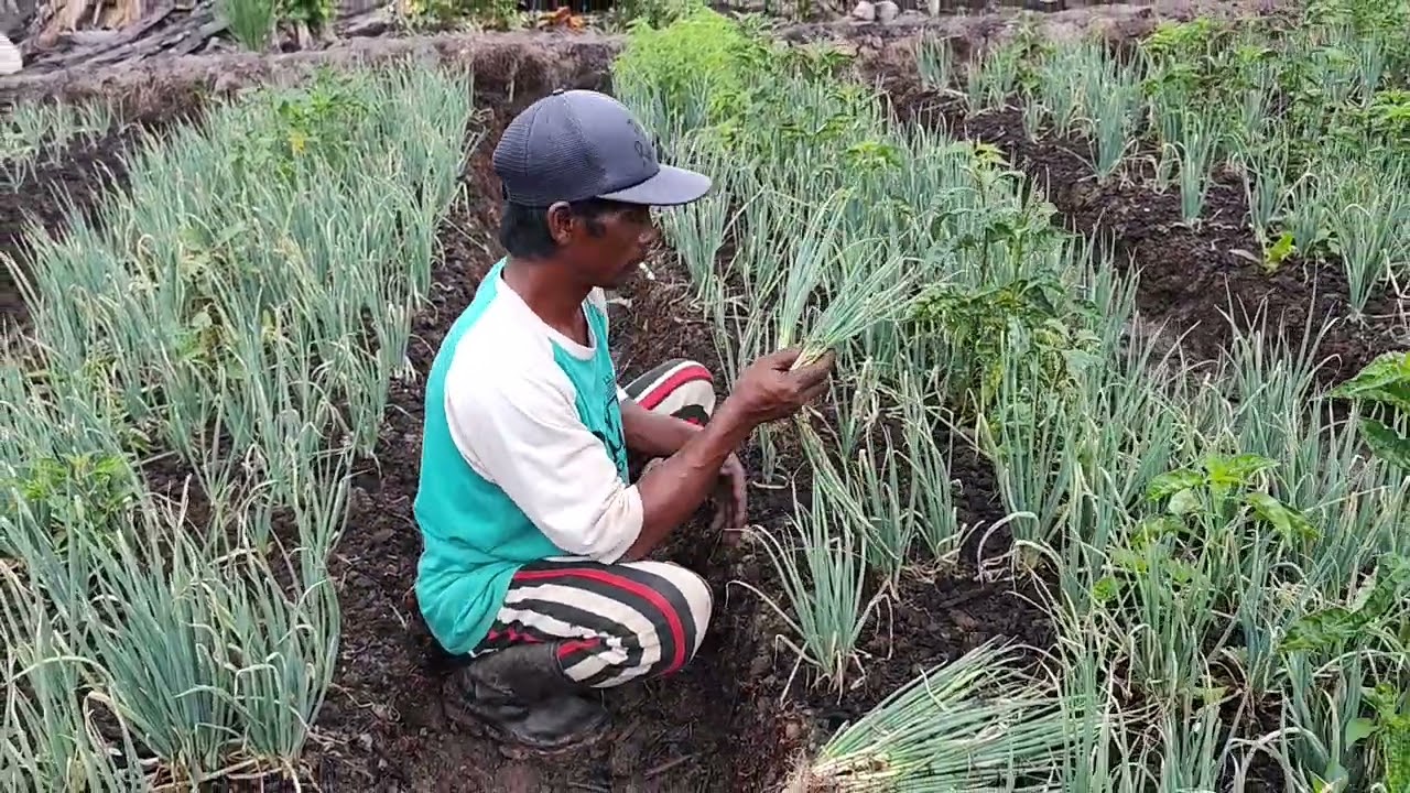 AKTIFAS HARI INI TAMBAL SULAM DAUN BAWANG 