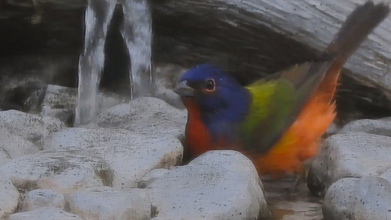 Painted Bunting (Passerina ciris) Bird Bath Silent Film