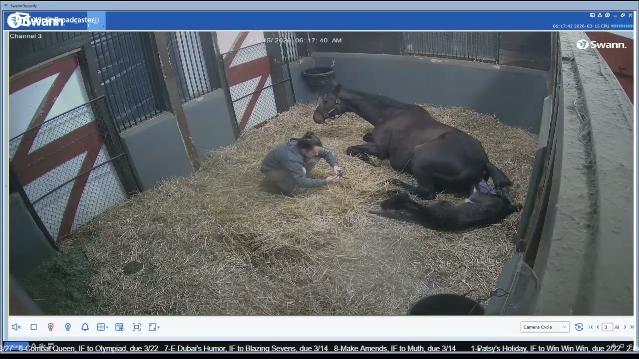 26 Not Leaving filly by Endorsed, born 3/15/26 @ 6:10 am