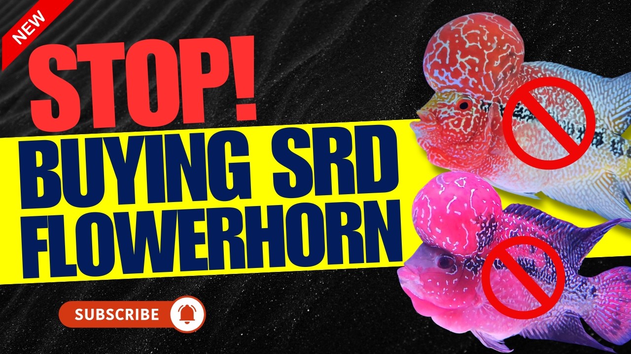 Вы подумываете о приобретении рыбы SRD Flowerhorn? Посмотрите это видео в первую очередь || Blue ...
