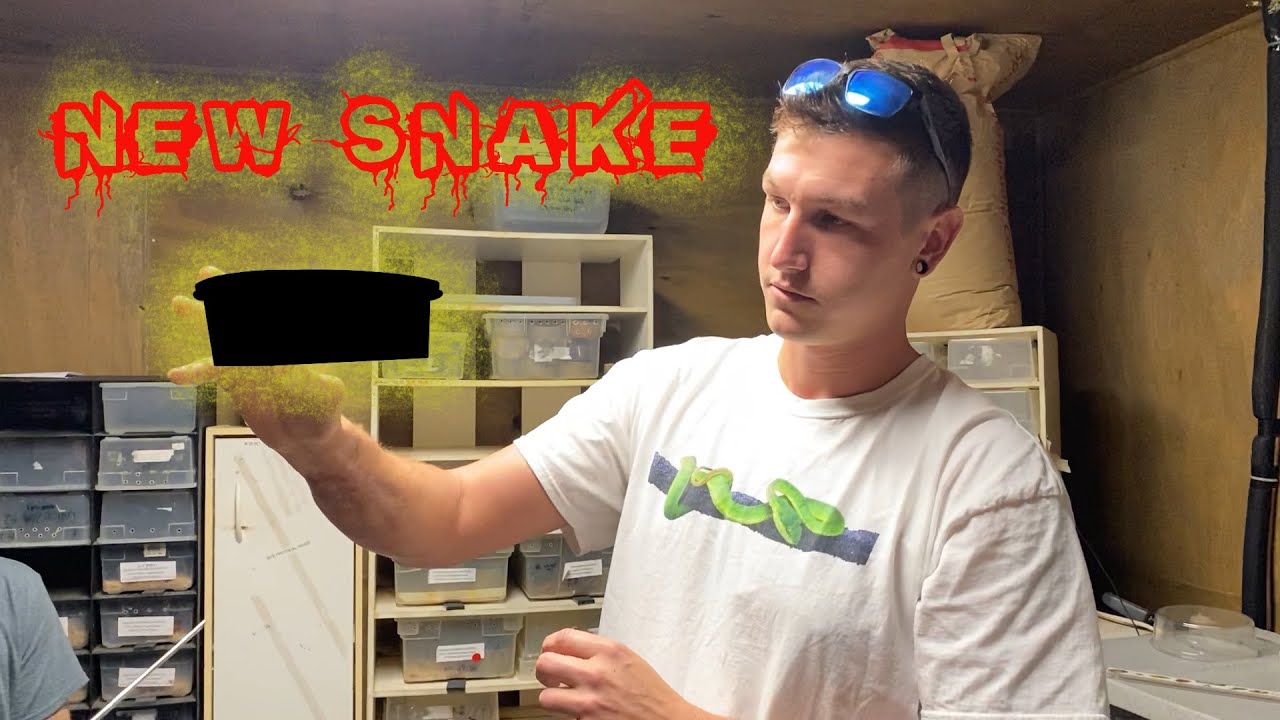 Underground Reptiles!