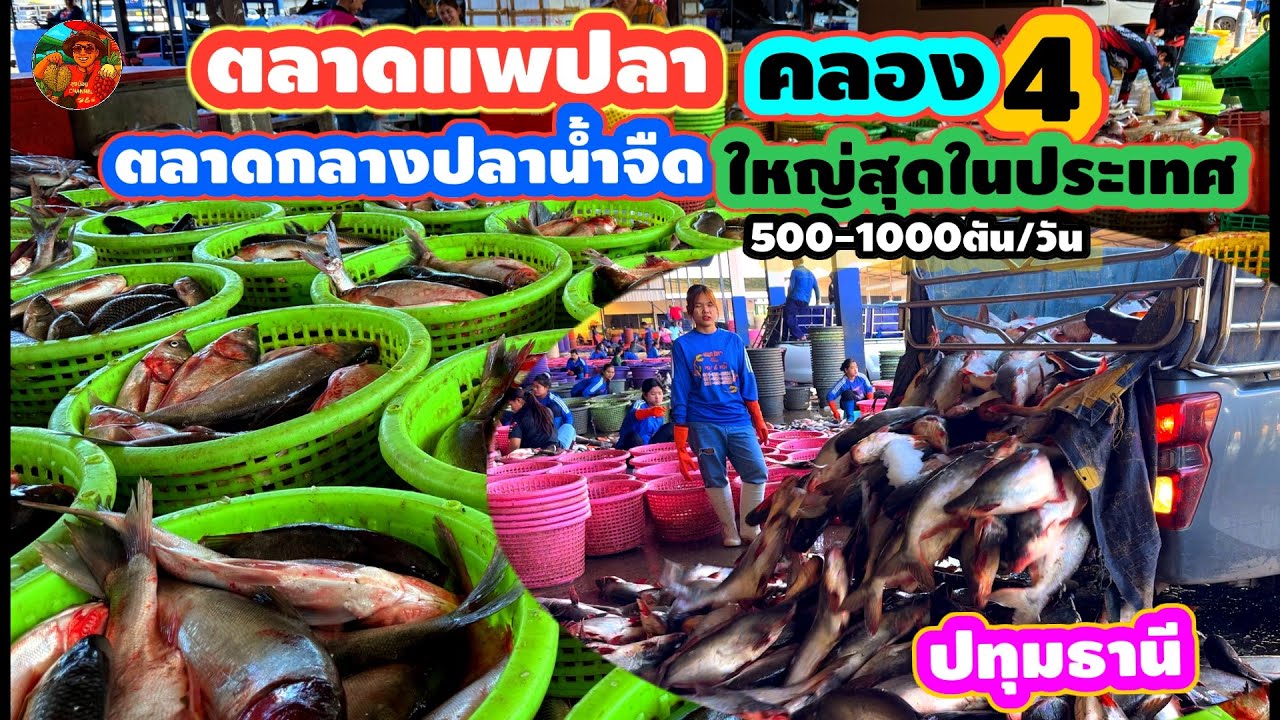 #แพปลาคลอง4 #ตลาดกลางปลาน้ำจืดใหญ่สุดในประเทศ 500-1000ตัน/วัน#อำเภอคลองหลวง#ปทุมธานี #ลุงน้อยchannel