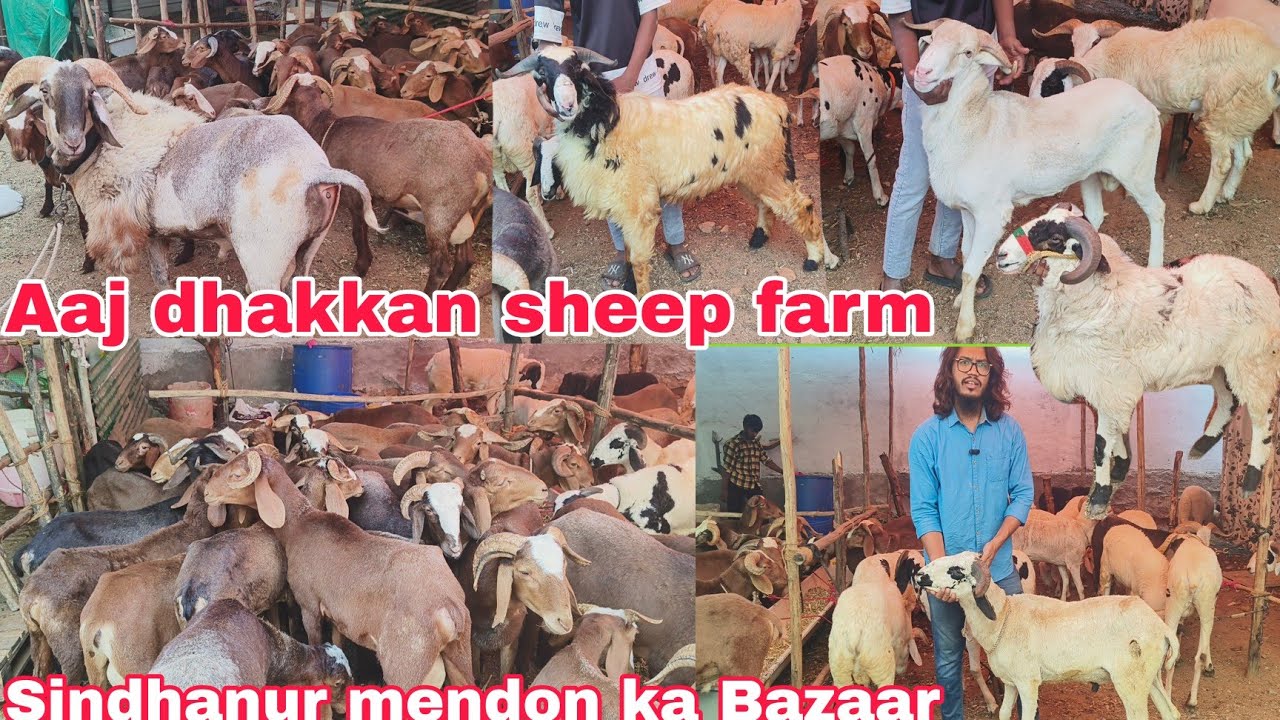 Aaj dhakkan sheep farm per Sindhanur mendon ka Bazaar hai amingad Marchela sheep available in Hyde