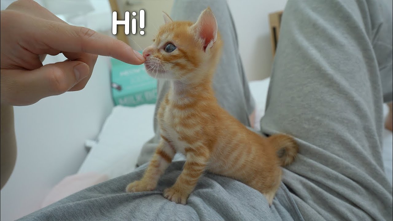 Kitten Runs to Me in the Morning and Says Hello!