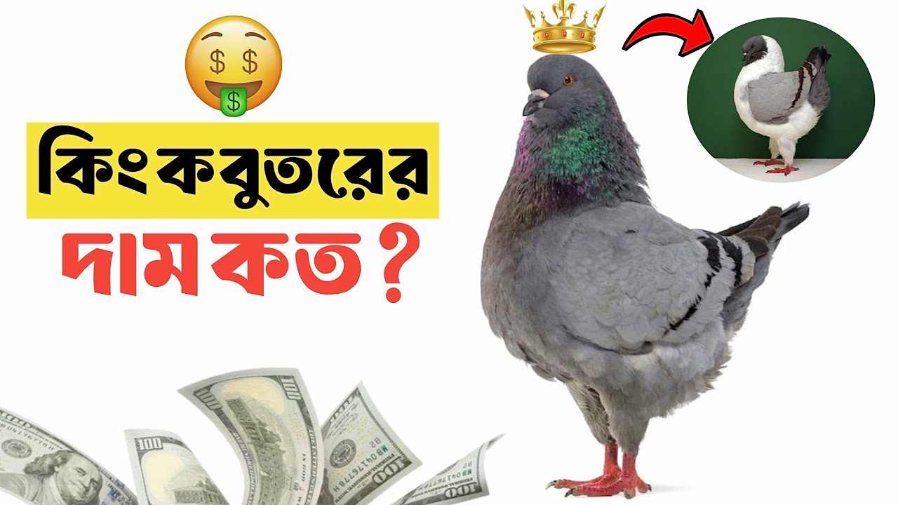 কিং কবুতরের দাম কত? কোথায় পাবো! King Pigeon Price in Bangladesh & India.