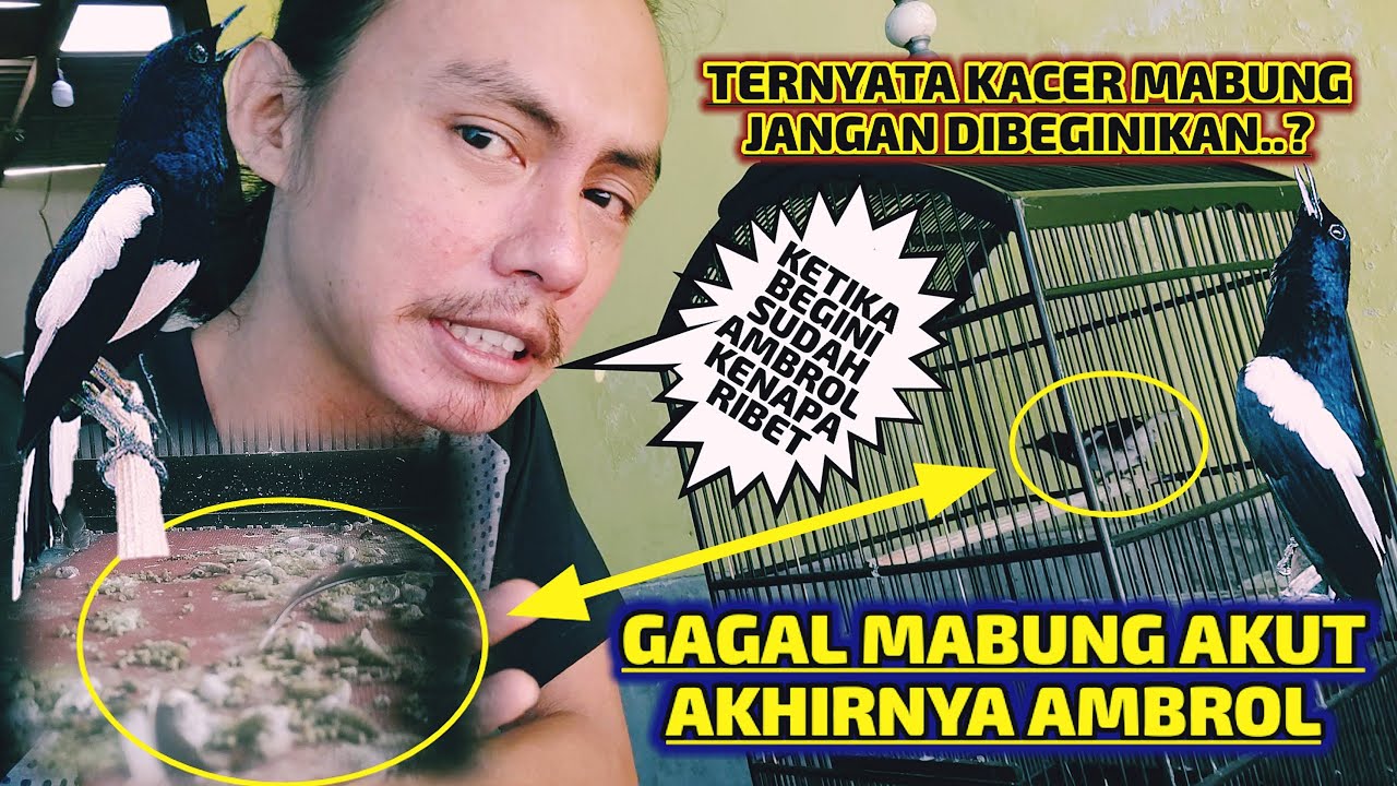 KACER DI VONIS GAGAL MABUNG, AKHIRNYA AMBROL JATUHJUGA BULUNYA || RAWATAN KACER MABUNG