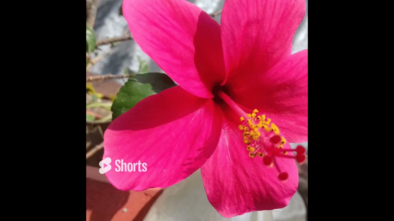My garden  #Taracegarden #homegarden   planting @joyforpeaceYT