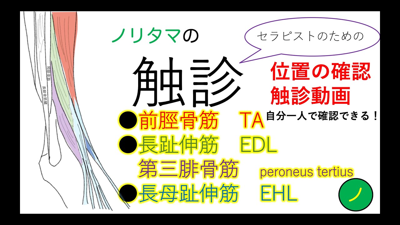 前脛骨筋、長趾伸筋、第三腓骨筋、長母趾伸筋の触診です