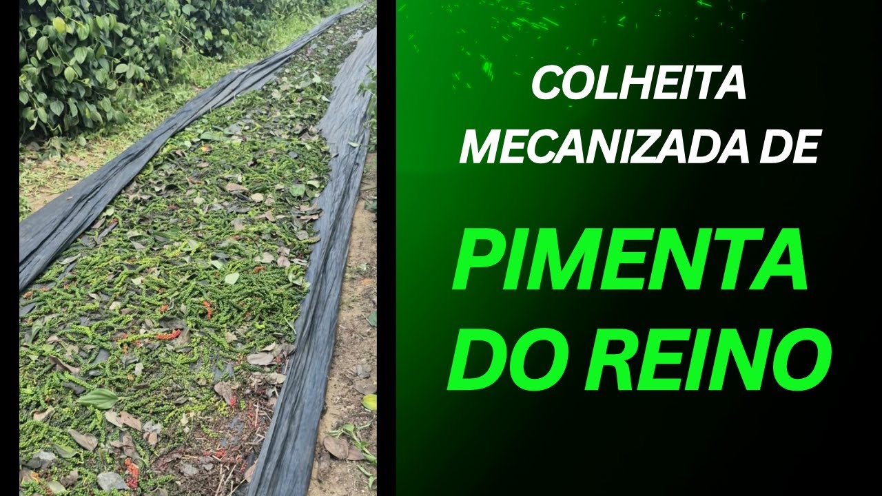 Colheita Mecanizada de Pimenta do Reino.