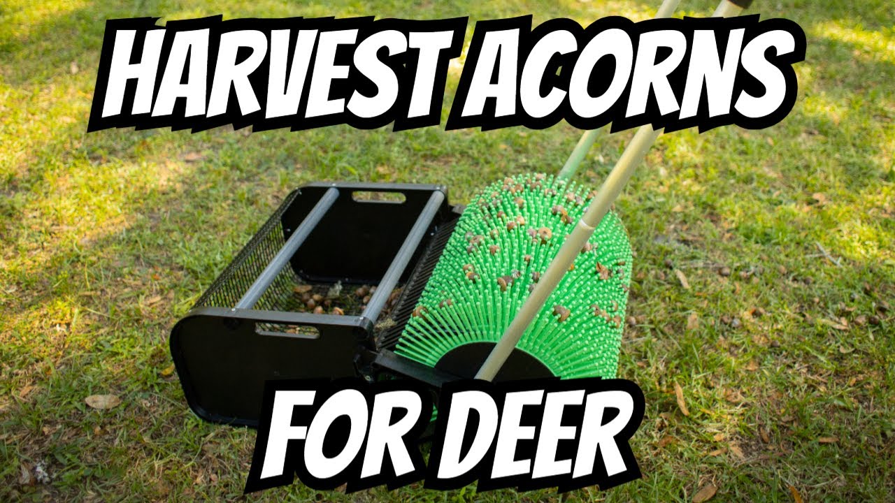 BAG A BUCK Faster with Bag A Nut Acorn Harvester!