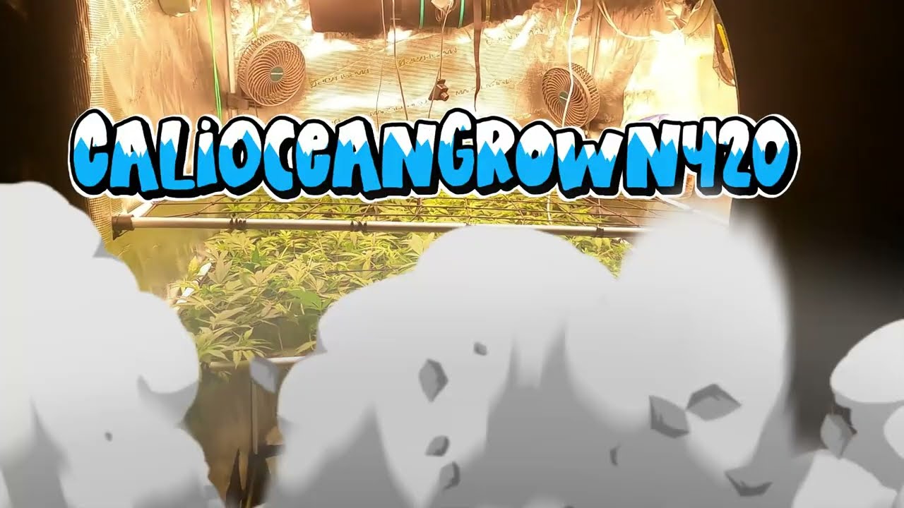 OG KUSH GROW by DNA Genetics (Sea of Green) - Week 1 Flower
