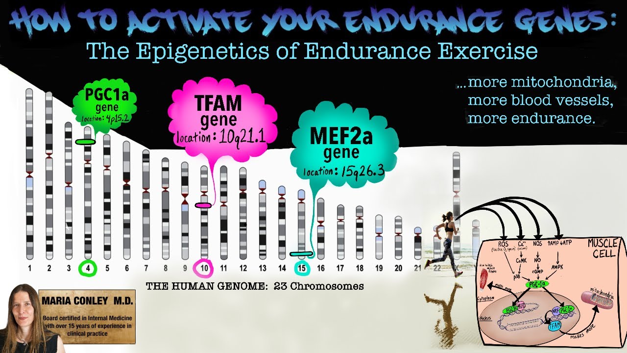 How to Activate Your Endurance Genes:  The Epigenetics of Endurance Exercise