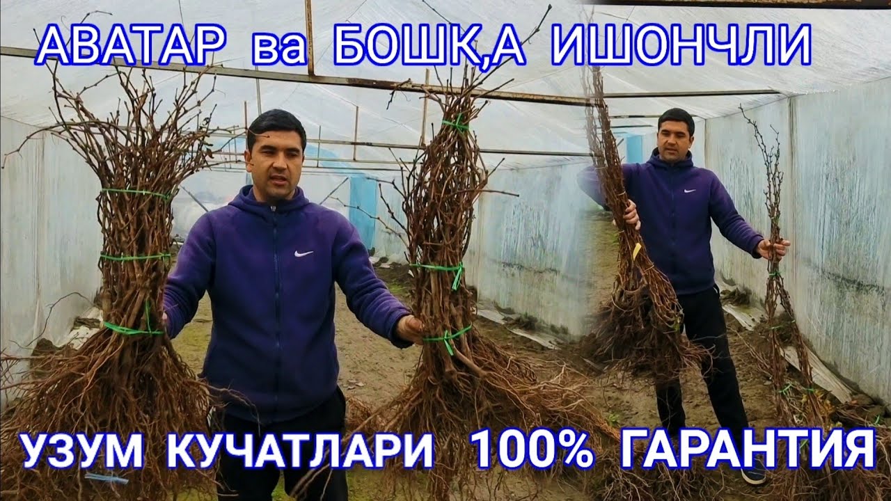 #аватар   ИШОНЧЛИ  УЗУМ   Кучатлари  К,аерда  Сотилади  ..........