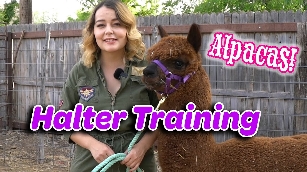 Alpaca Halter Training