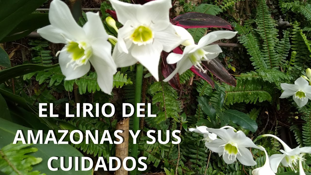 Cuidados del Lirio del amazonas// Eucharis amazonica// 🌹
