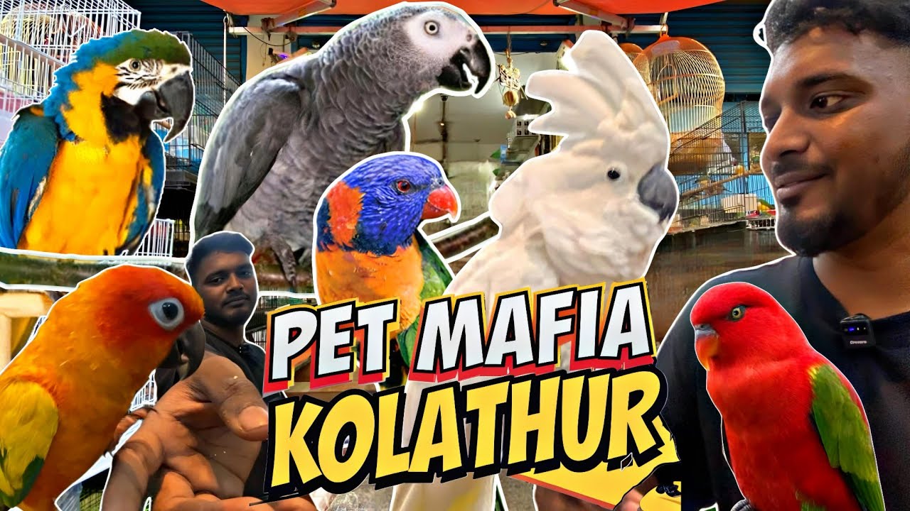 🐦 Pet Mafia - Kolathur’s Best Exotic Bird Shop | Budgies to Macaws & Cockatoos! 🦜 #pets #kolathur