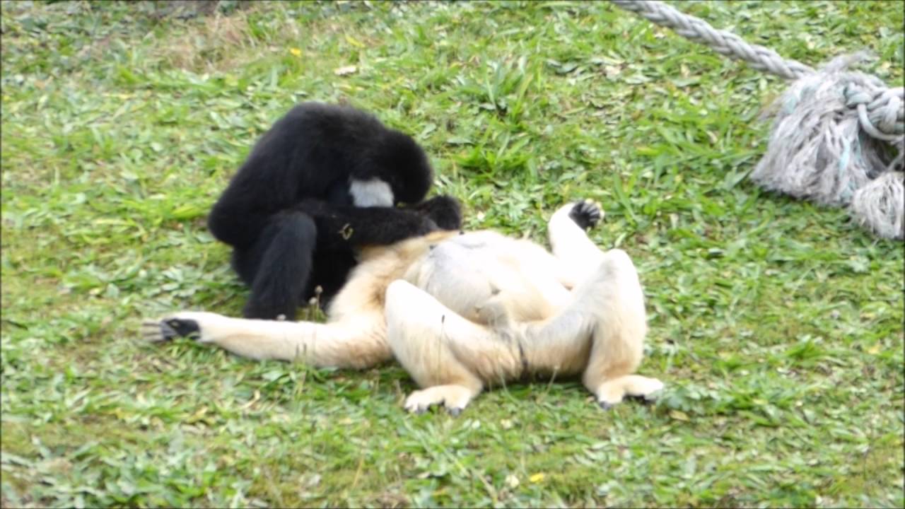 Crested Gibbons checking for fleas