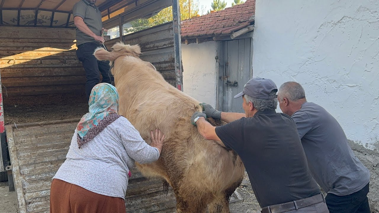 DEV ŞAVROLE BESİ BUZASI