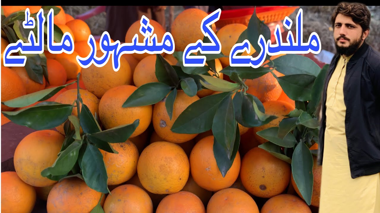 The most popular orange of Mardan district #orange ge