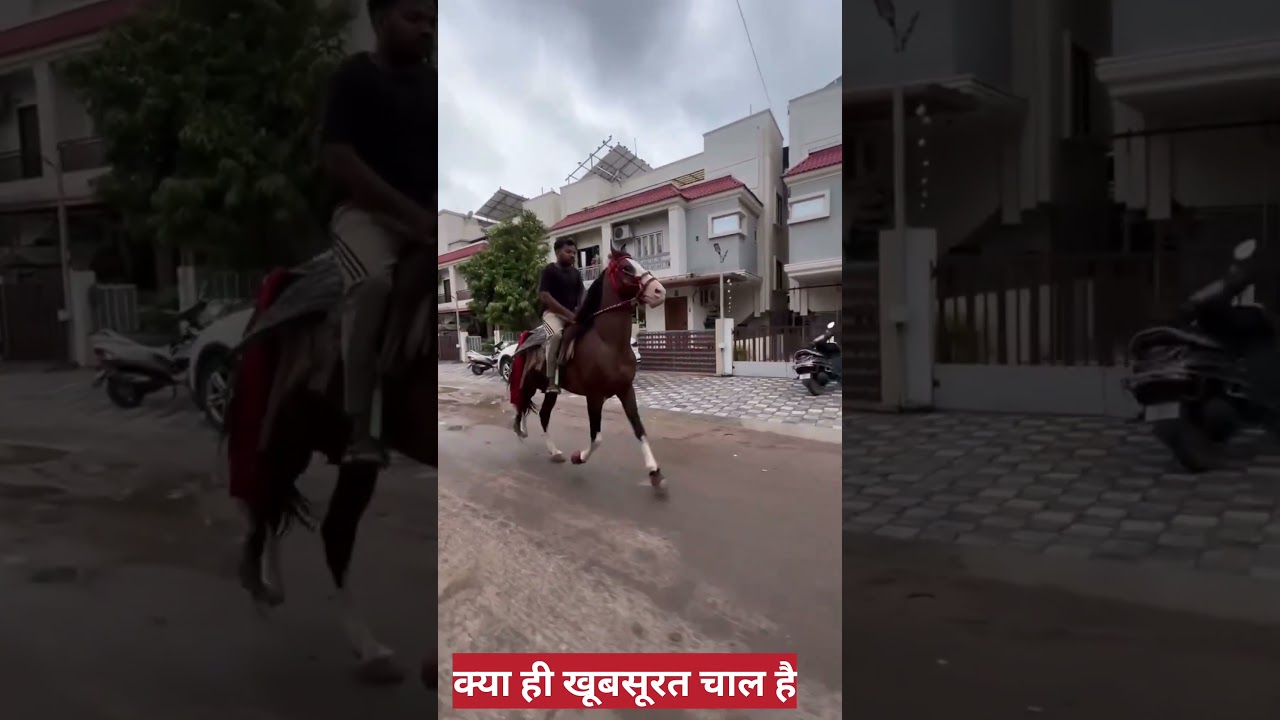 #horseridding #horse #horsefan #youtubevideo #youtubeshort #youtubevideos #skyhorse
